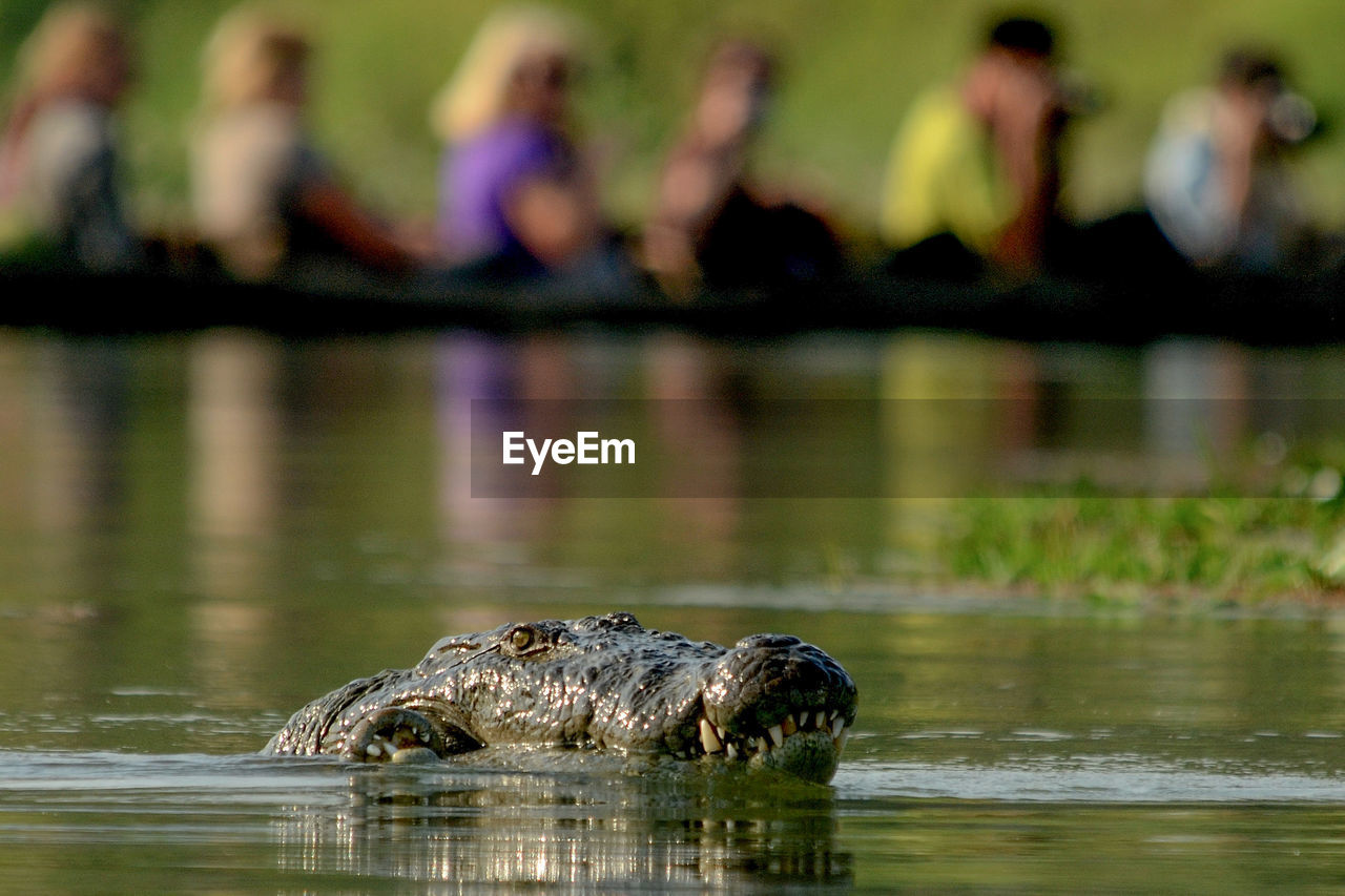 VIEW OF TURTLE IN LAKE