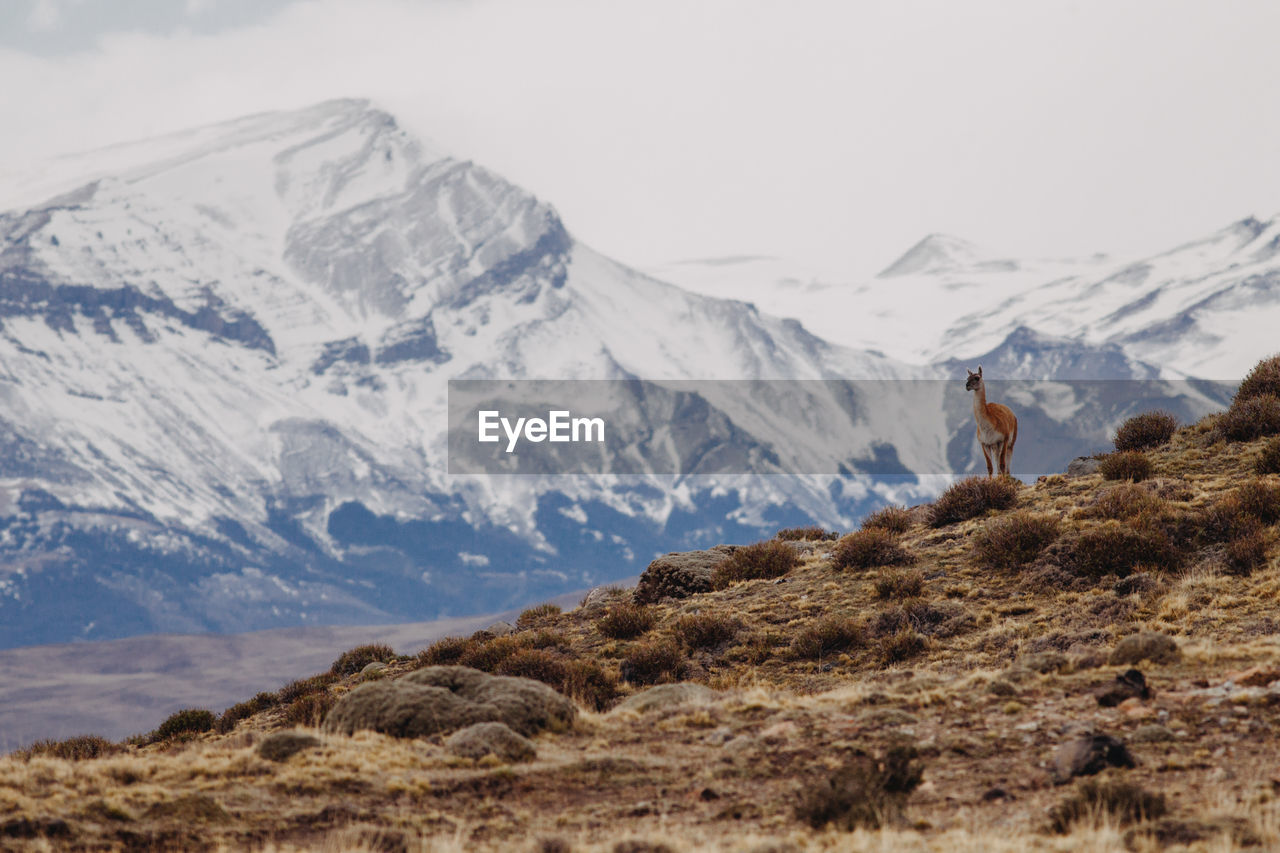 Deer standing on snowcapped mountains against sky