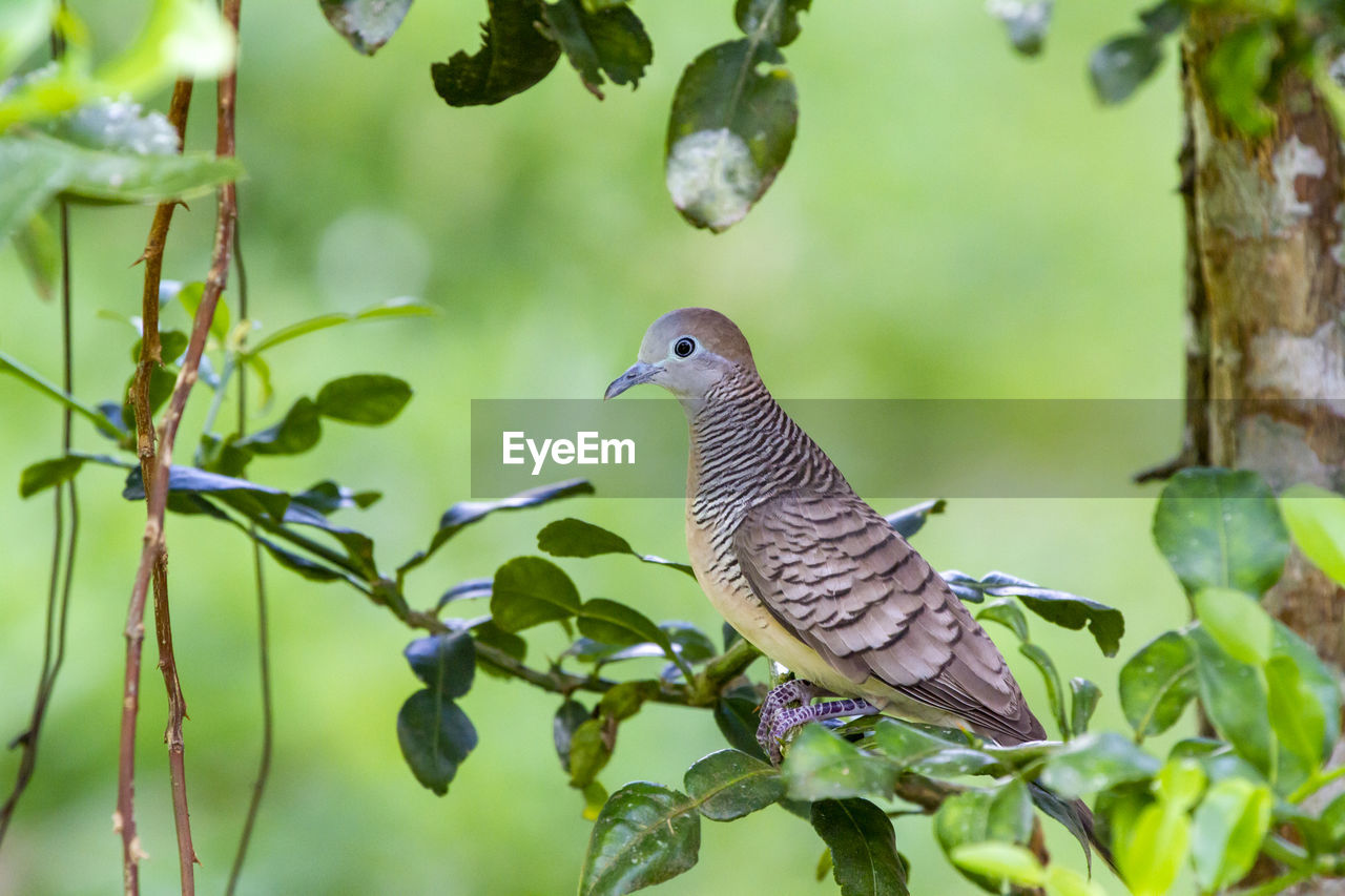 Close-up of bird perching on branch
