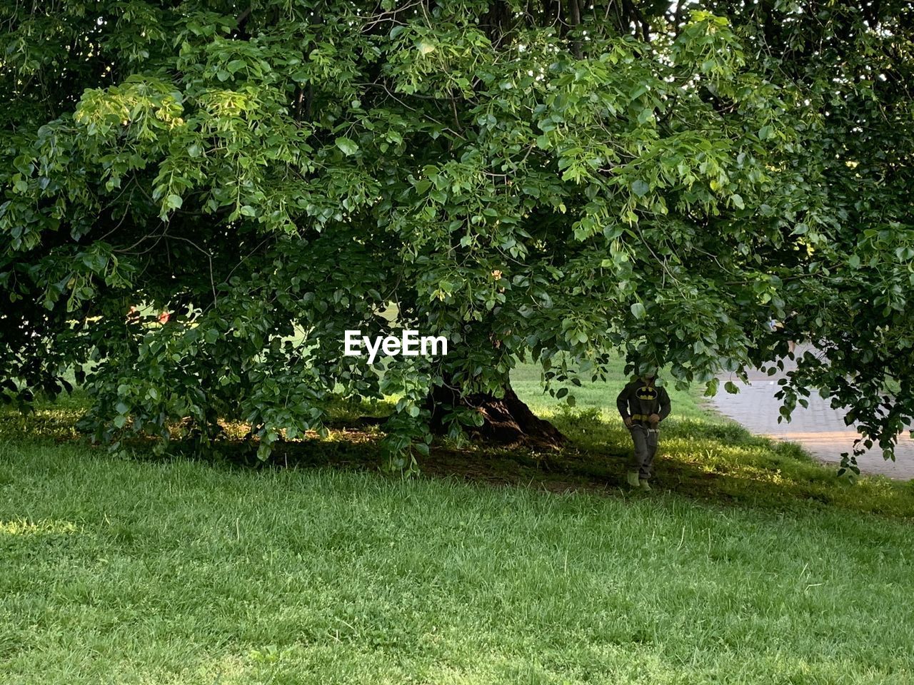 VIEW OF TREES ON FIELD