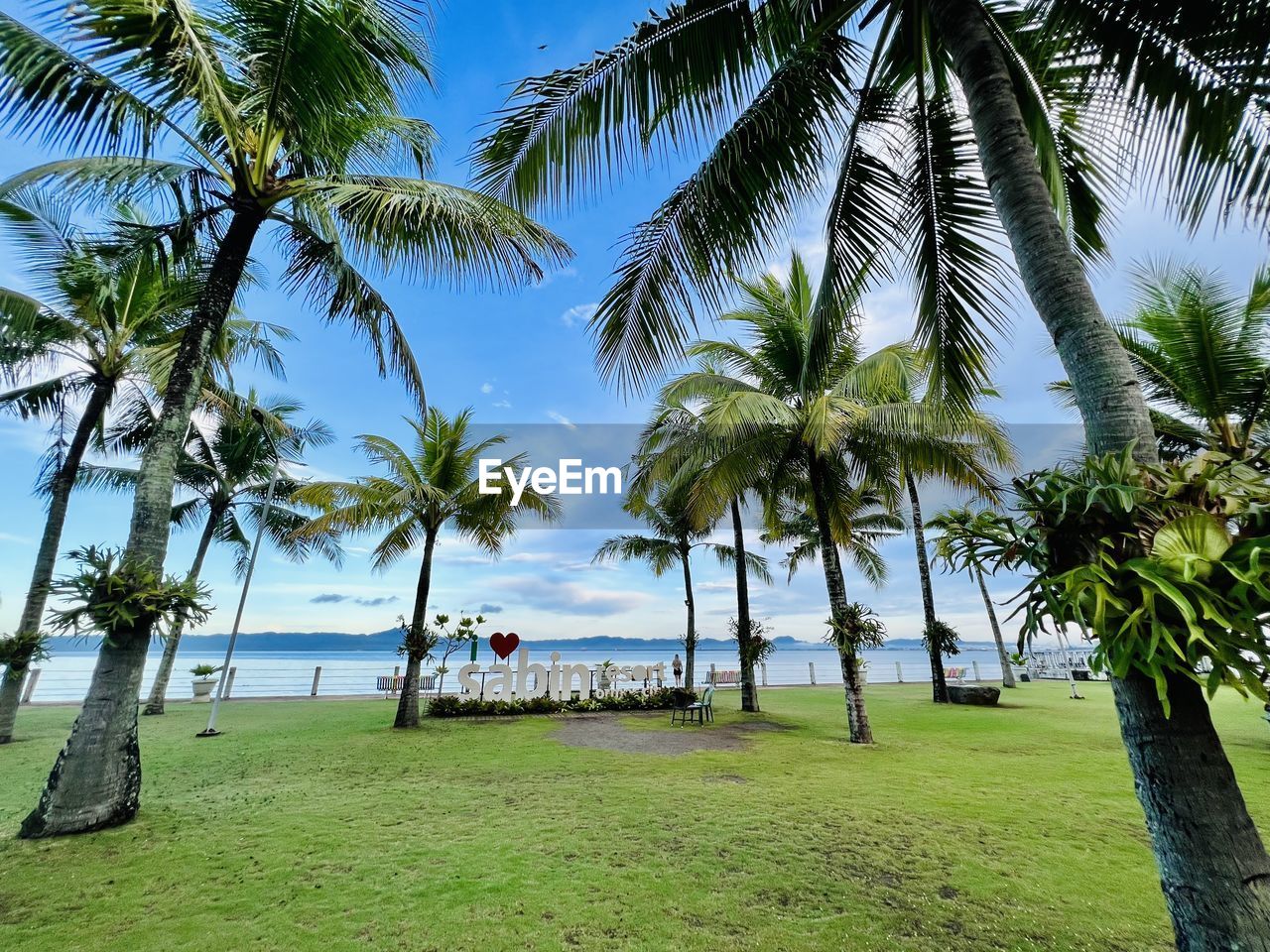 palm trees on beach against sea