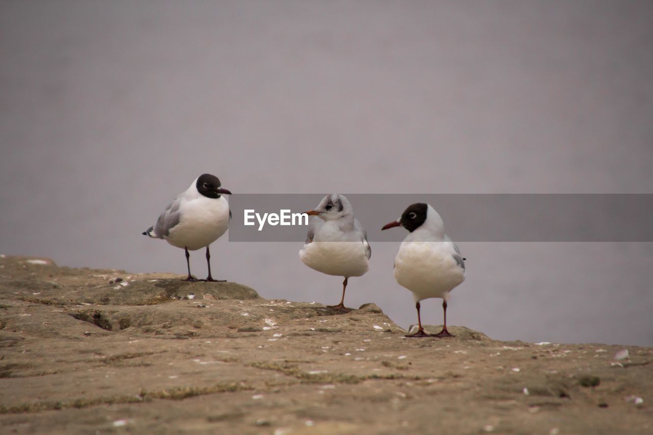 Seagulls against clear sky