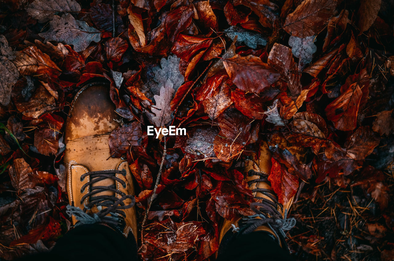 Low section of man standing on dry leaves during autumn