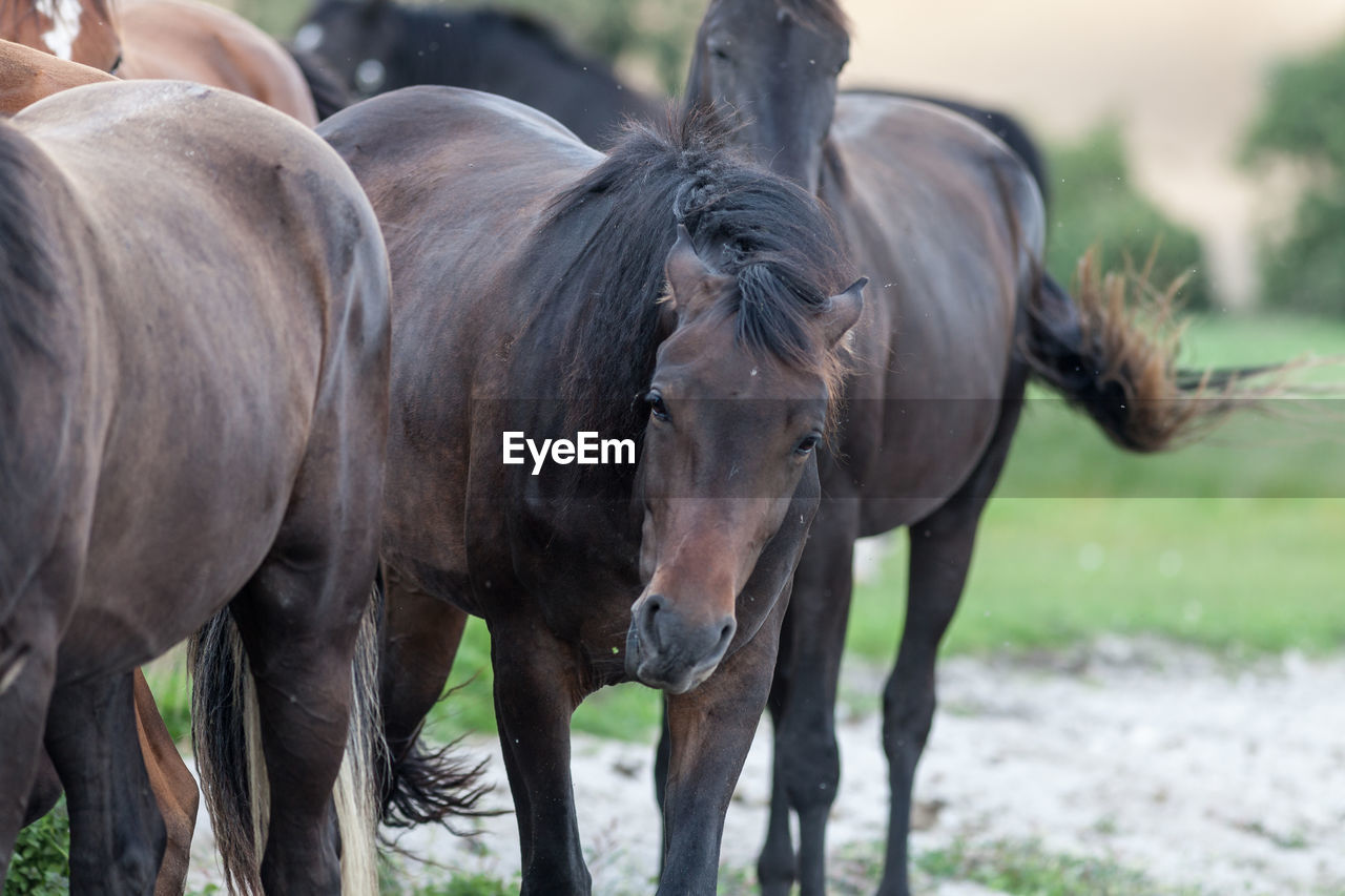 HORSES GRAZING ON FIELD