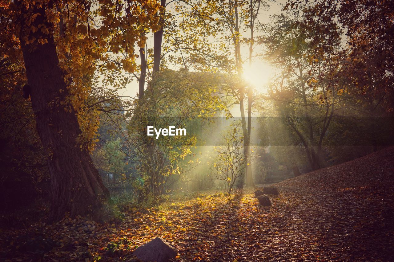 Sunlight streaming through trees in forest during autumn