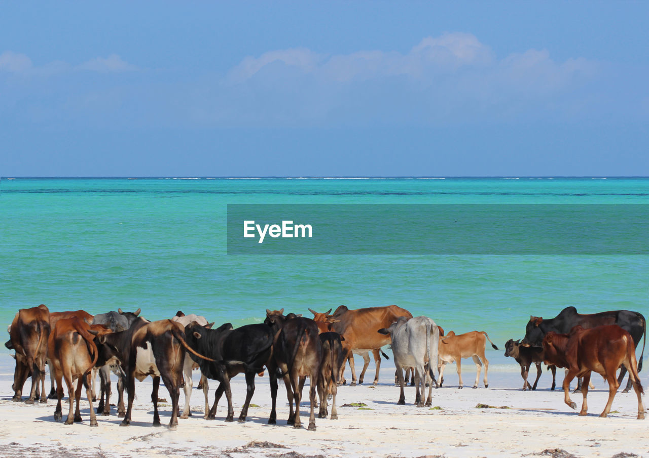 HORSES AT BEACH AGAINST SKY