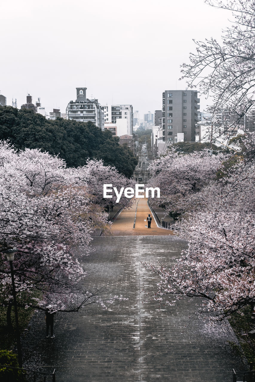 High angle view of cherry blossom at park