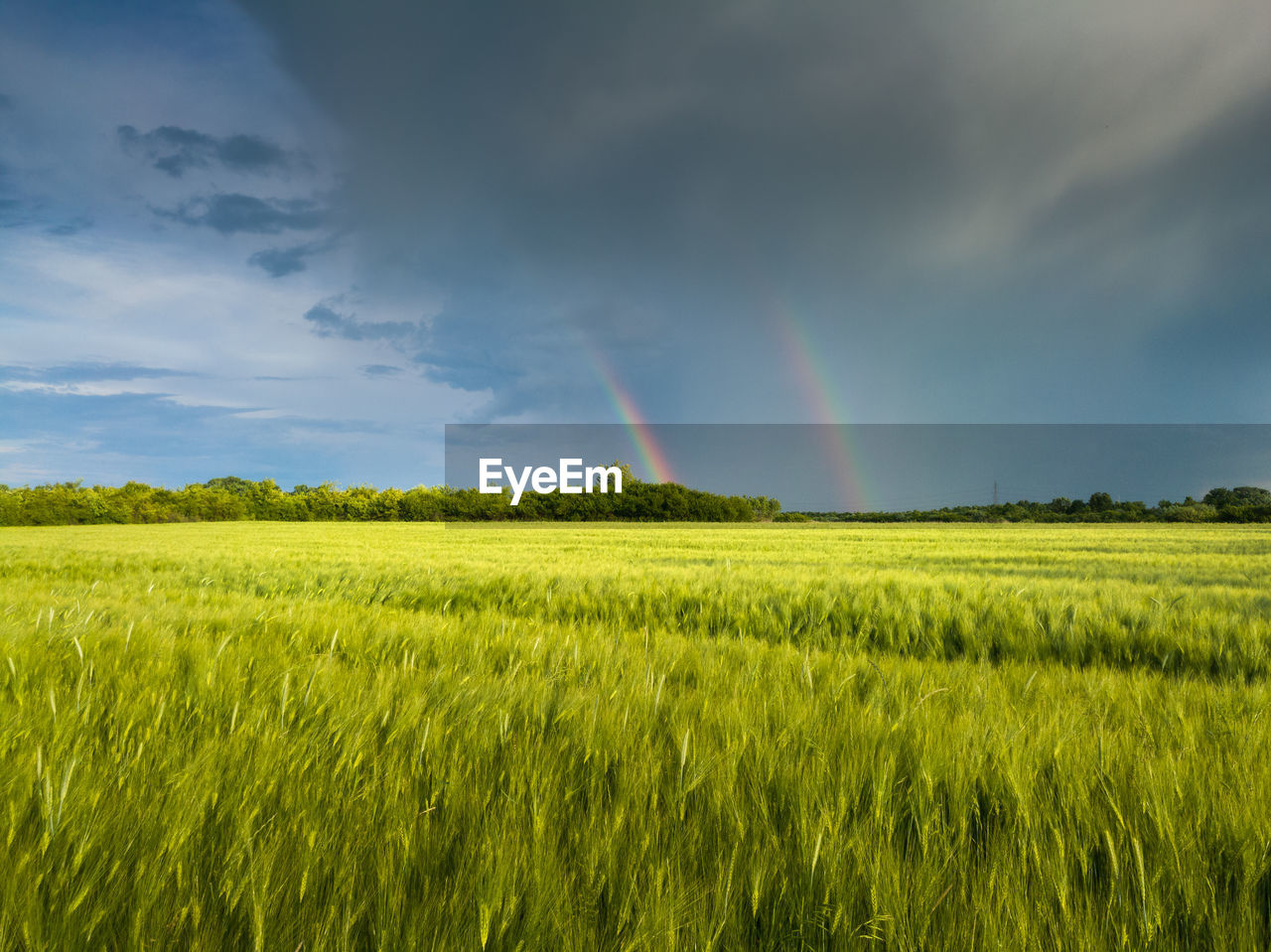 A double rainbow in front of gloomy clouds above an field planted with wheat during a summer evening