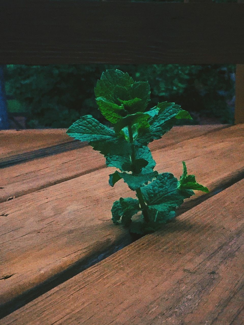 Plant growing amidst wooden plank