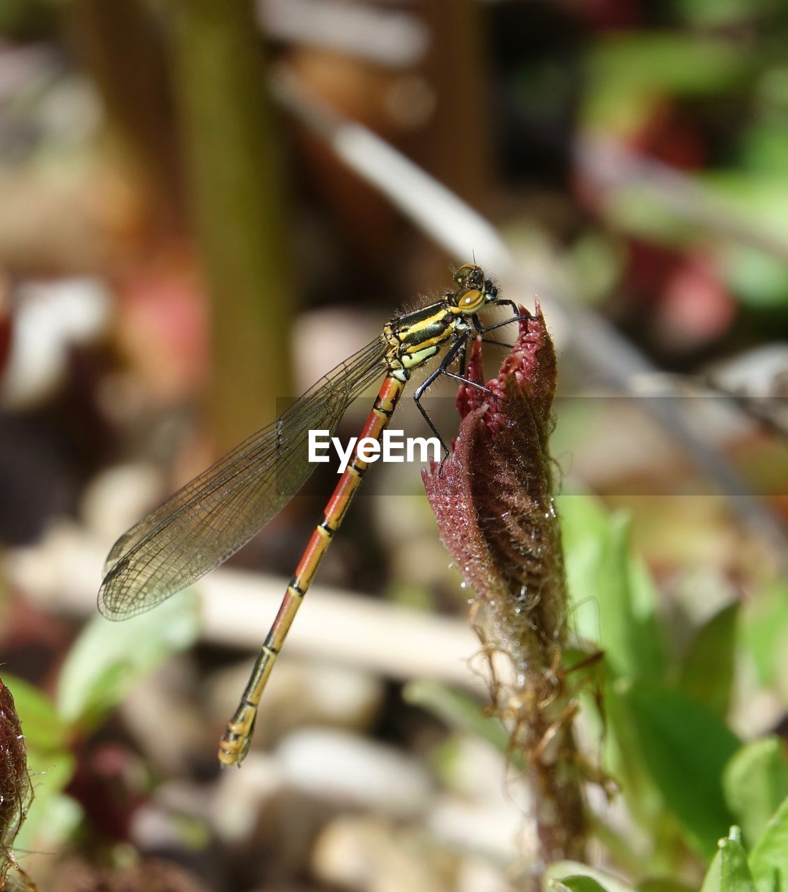 CLOSE-UP OF DRAGONFLY