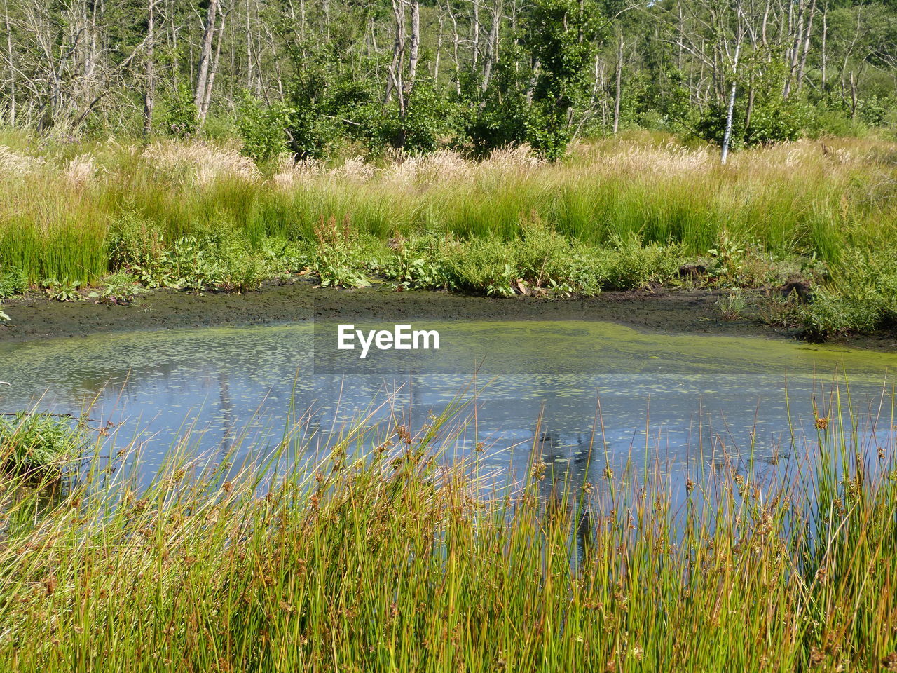 SCENIC VIEW OF POND