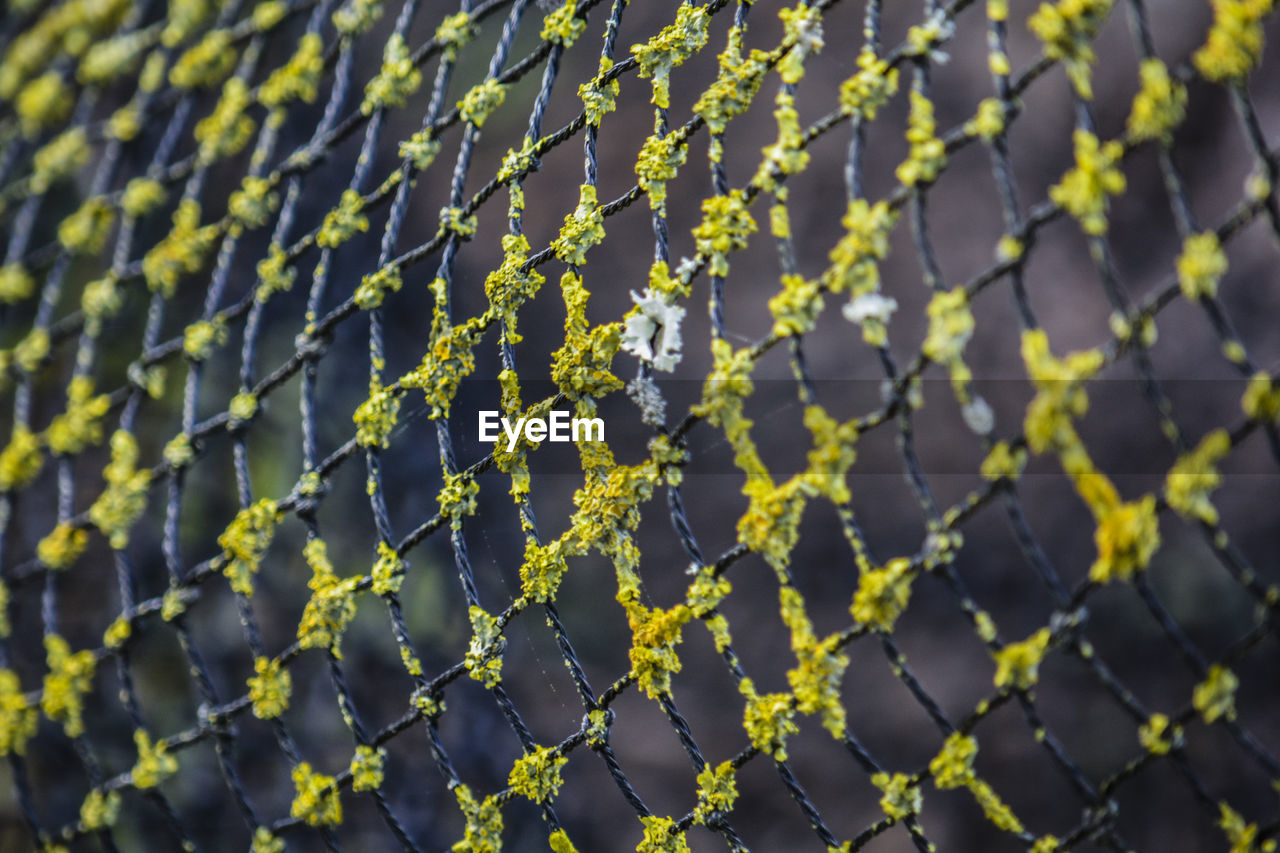 Full frame shot of plants