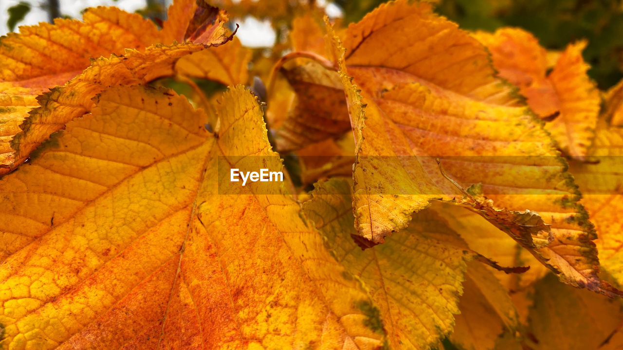 CLOSE-UP OF YELLOW MAPLE LEAVES ON PLANT