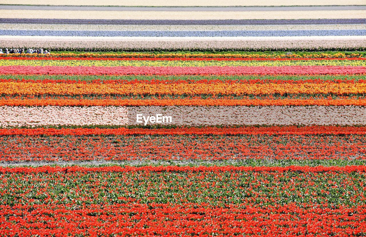 Full frame shot of flowering plants growing on agricultural field
