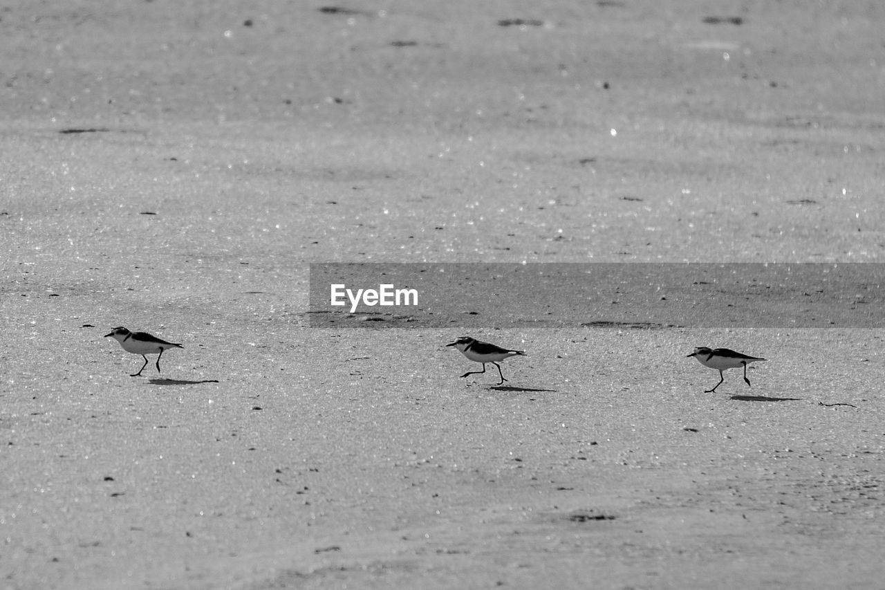 HIGH ANGLE VIEW OF BIRDS ON SHORE