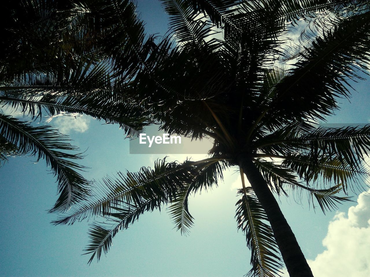 LOW ANGLE VIEW OF TREES AGAINST SKY