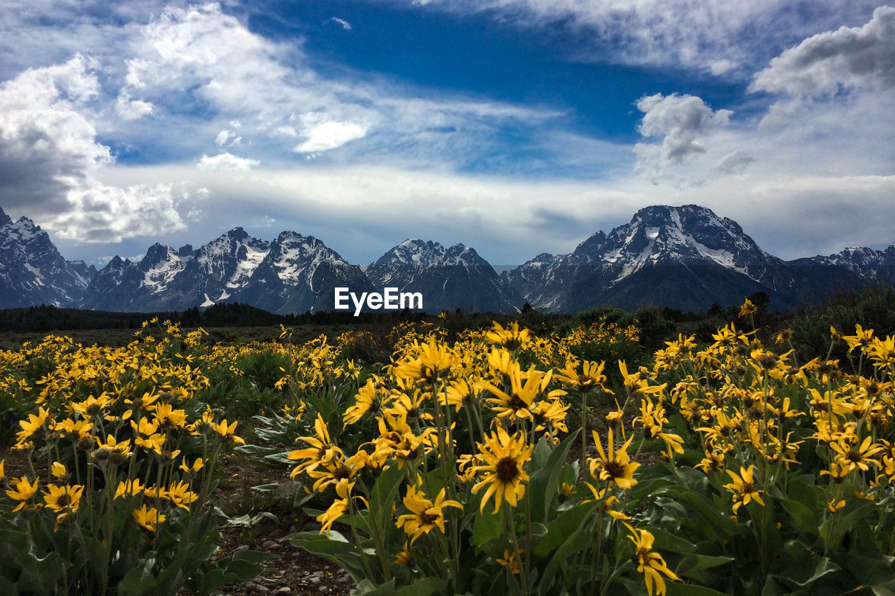 Yellow flowers blooming on field by mountains at grand teton national park