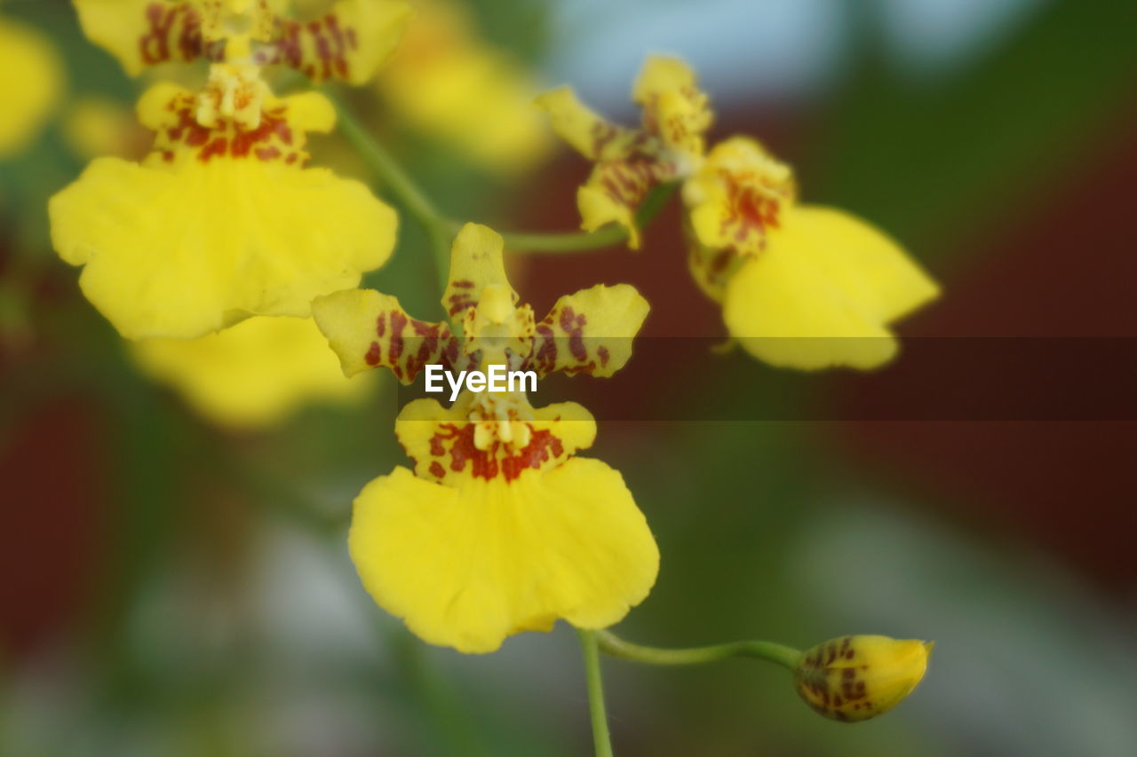 CLOSE-UP OF YELLOW FLOWERS ON PLANT