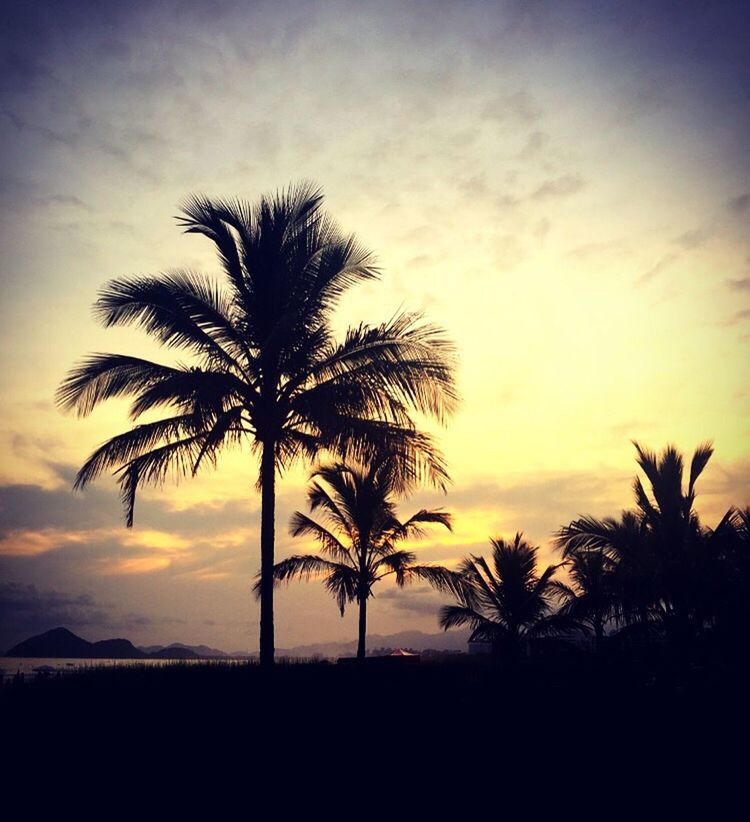 SILHOUETTE OF PALM TREES AT SUNSET