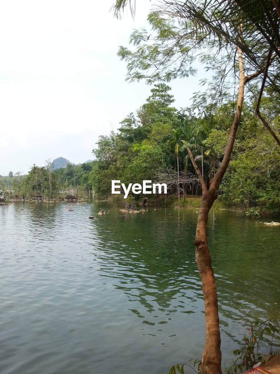 SCENIC VIEW OF LAKE AGAINST SKY IN FOREST