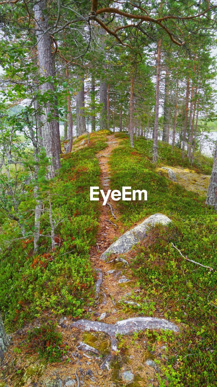 PINE TREES IN FOREST AGAINST SKY