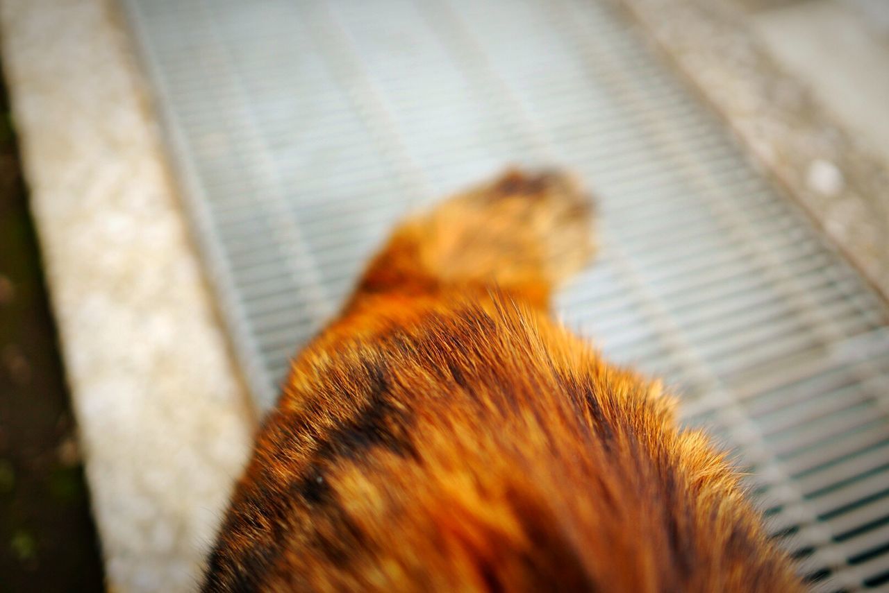 Cropped image of cat on floor