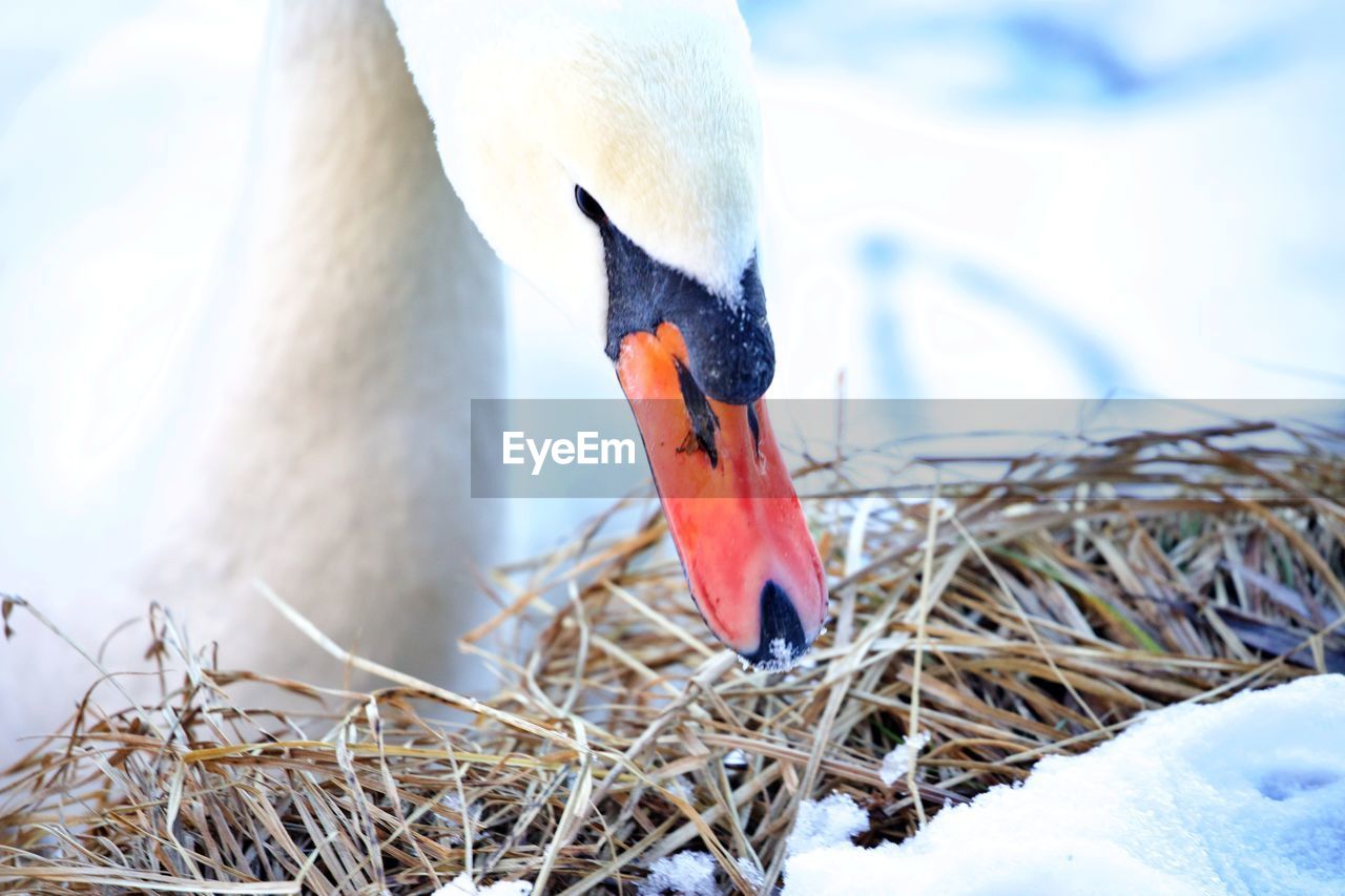 Close up on swan head