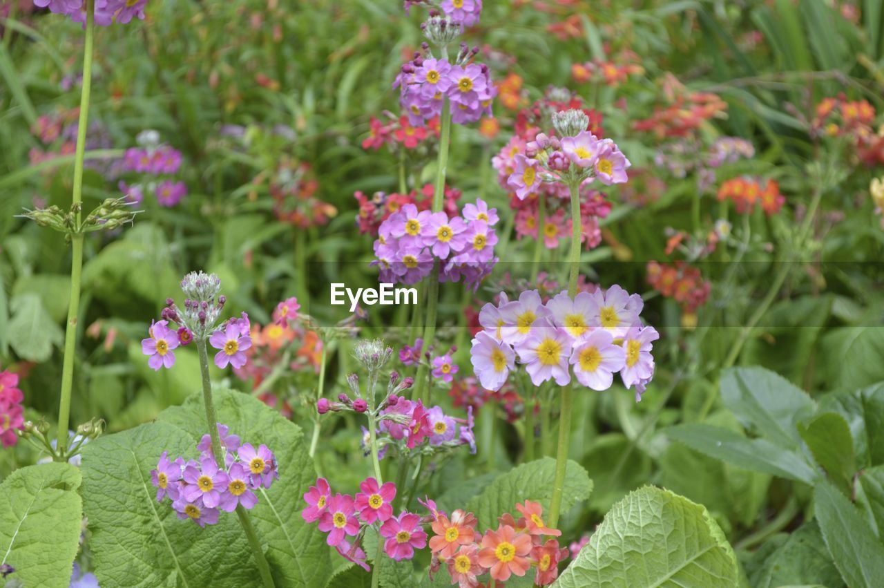 CLOSE-UP OF FLOWERS BLOOMING IN PLANT