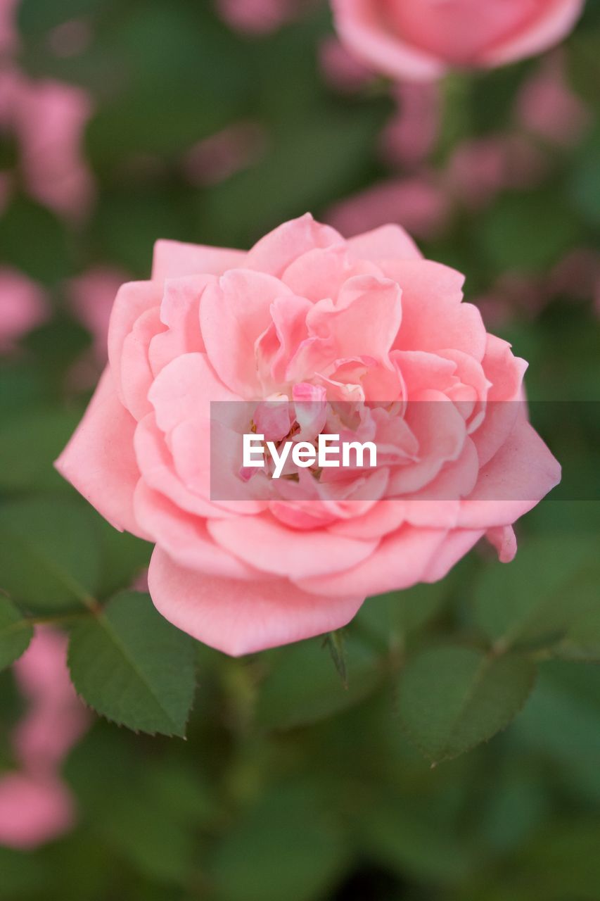 CLOSE-UP OF PINK ROSE FLOWER BLOOMING OUTDOORS