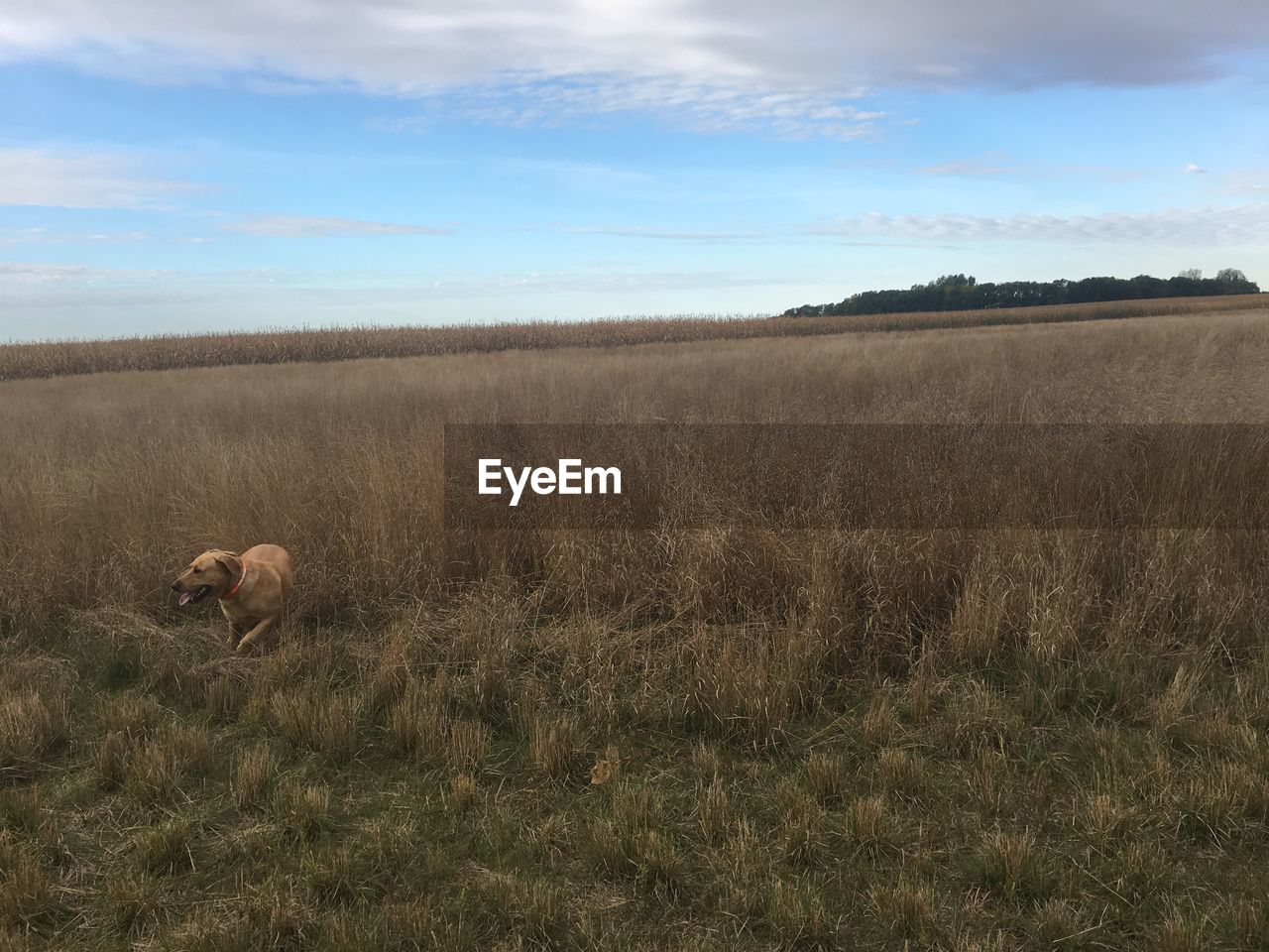 VIEW OF SHEEP ON FIELD