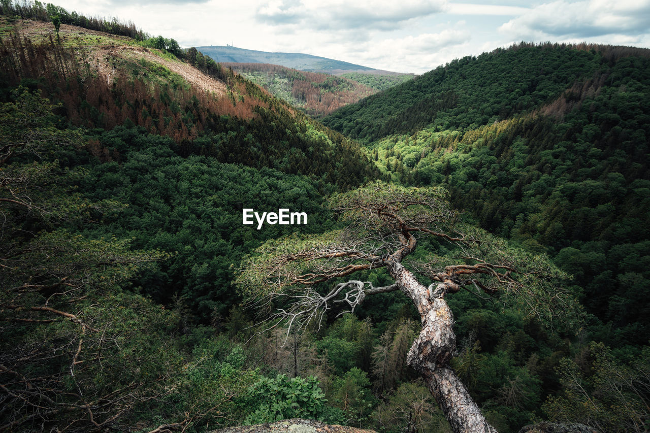 High angle view of trees on mountain against sky