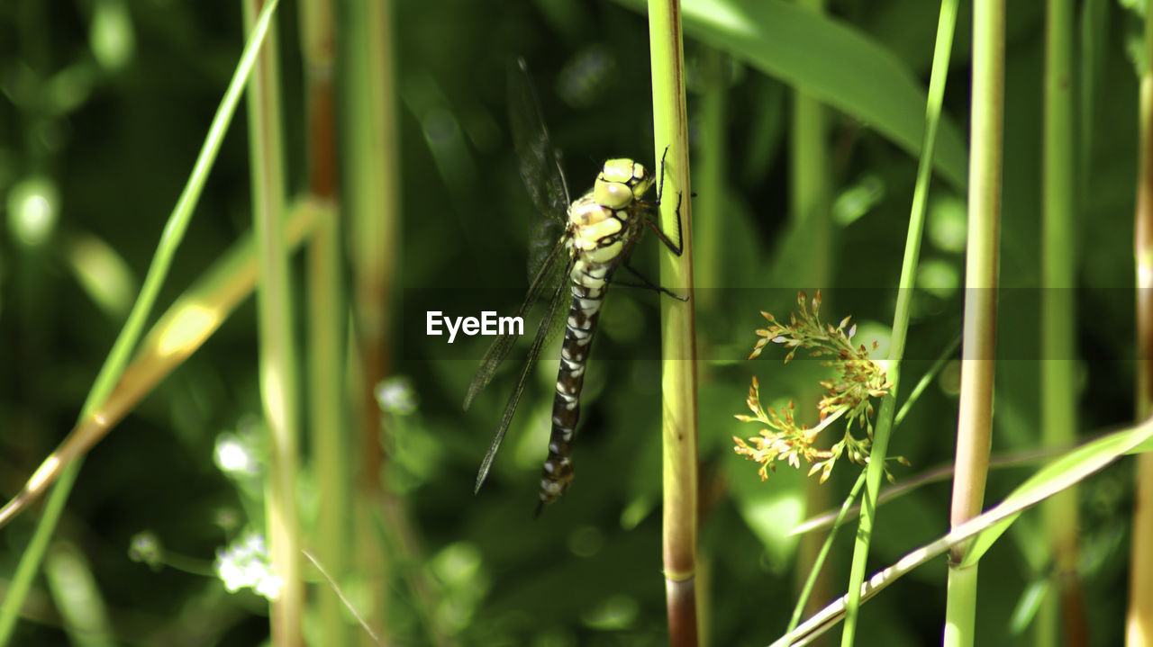 CLOSE-UP OF INSECT ON LEAF