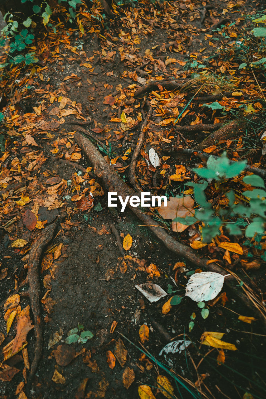 HIGH ANGLE VIEW OF DRY MAPLE LEAVES ON FIELD