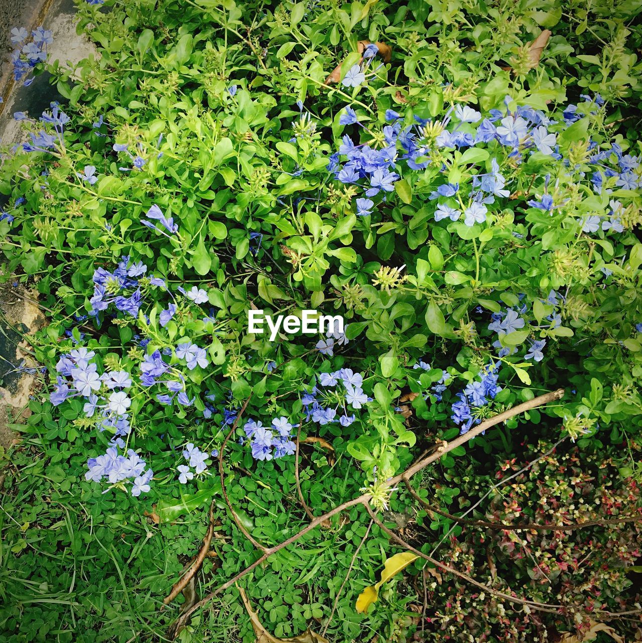 High angle view of purple flowering plant