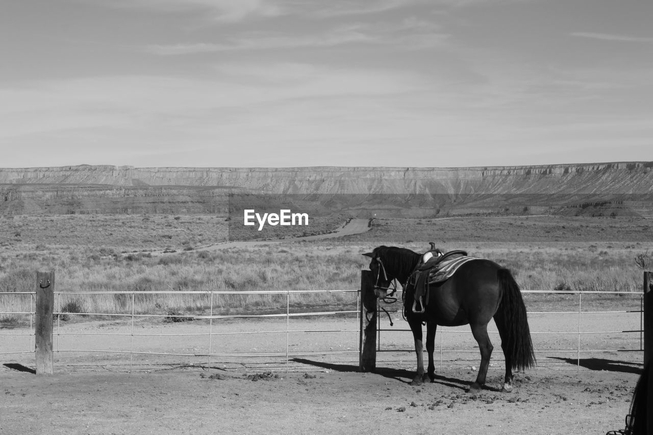 Horse standing on landscape