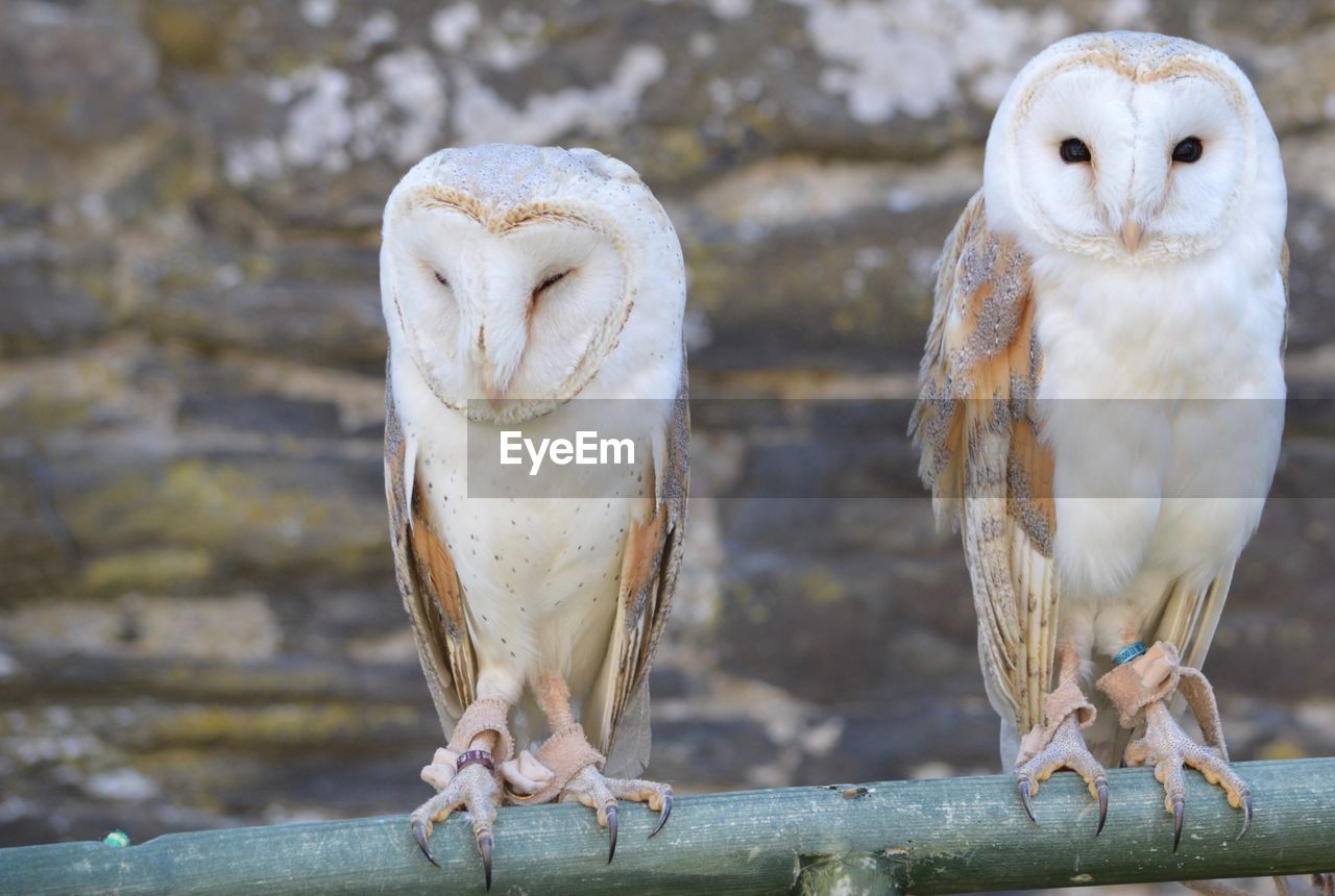 Close-up of owl perching on branch