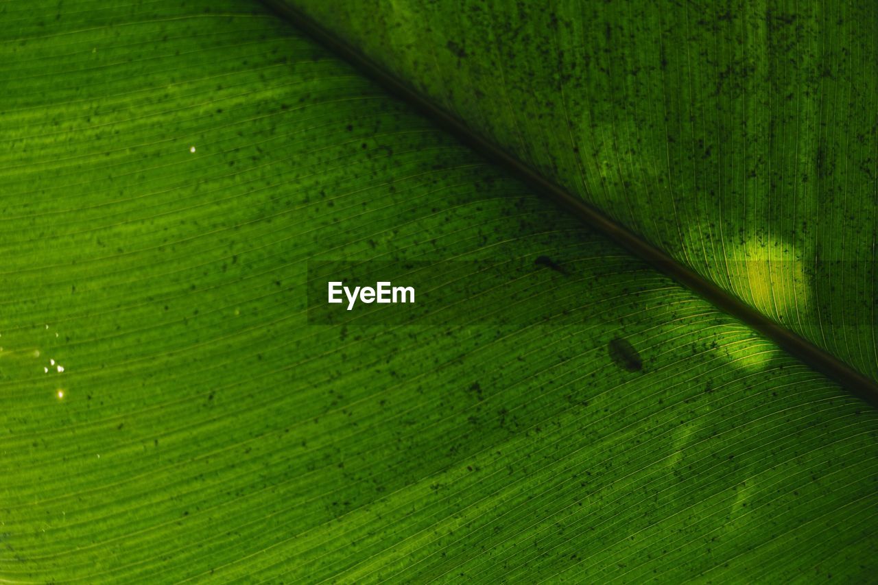 HIGH ANGLE VIEW OF GREEN LEAVES ON WOOD