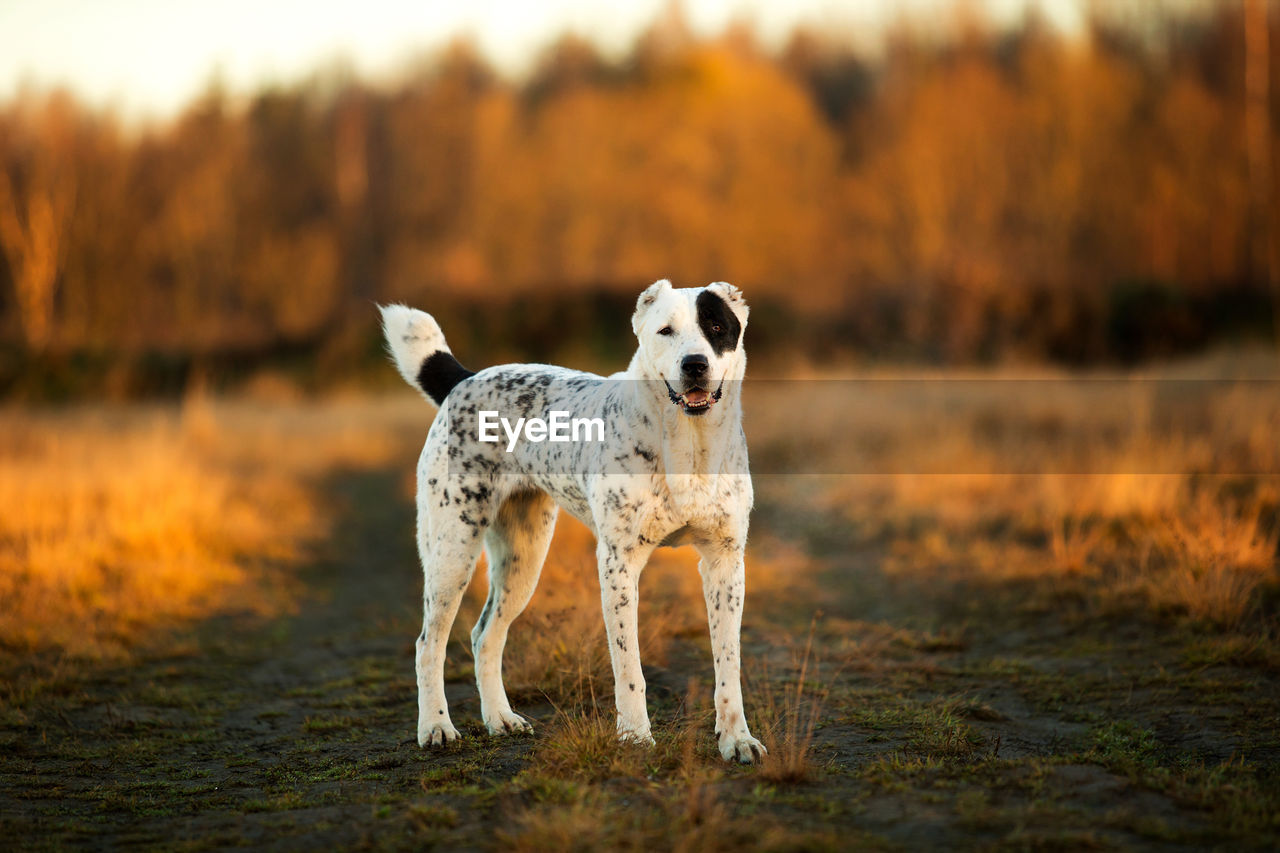 DOG LOOKING AWAY ON FIELD