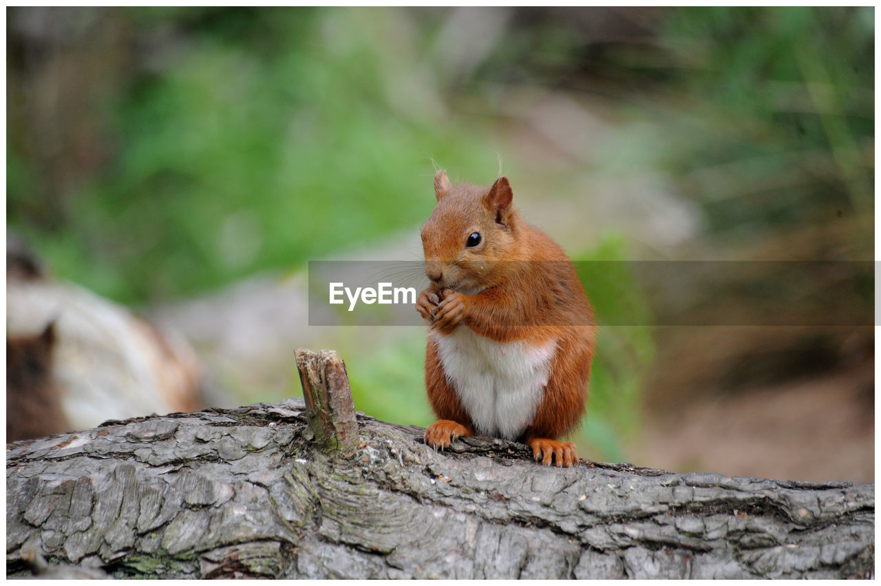 CLOSE-UP OF SQUIRREL ON TREE
