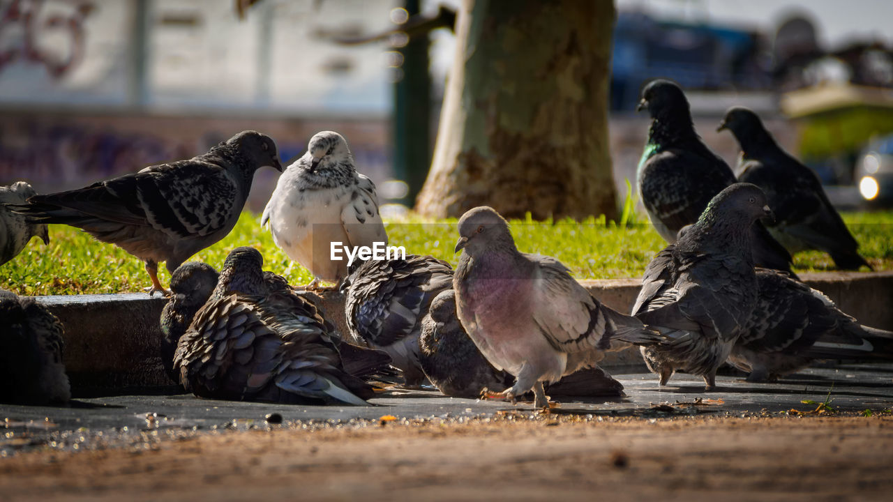 Pigeons perching on water