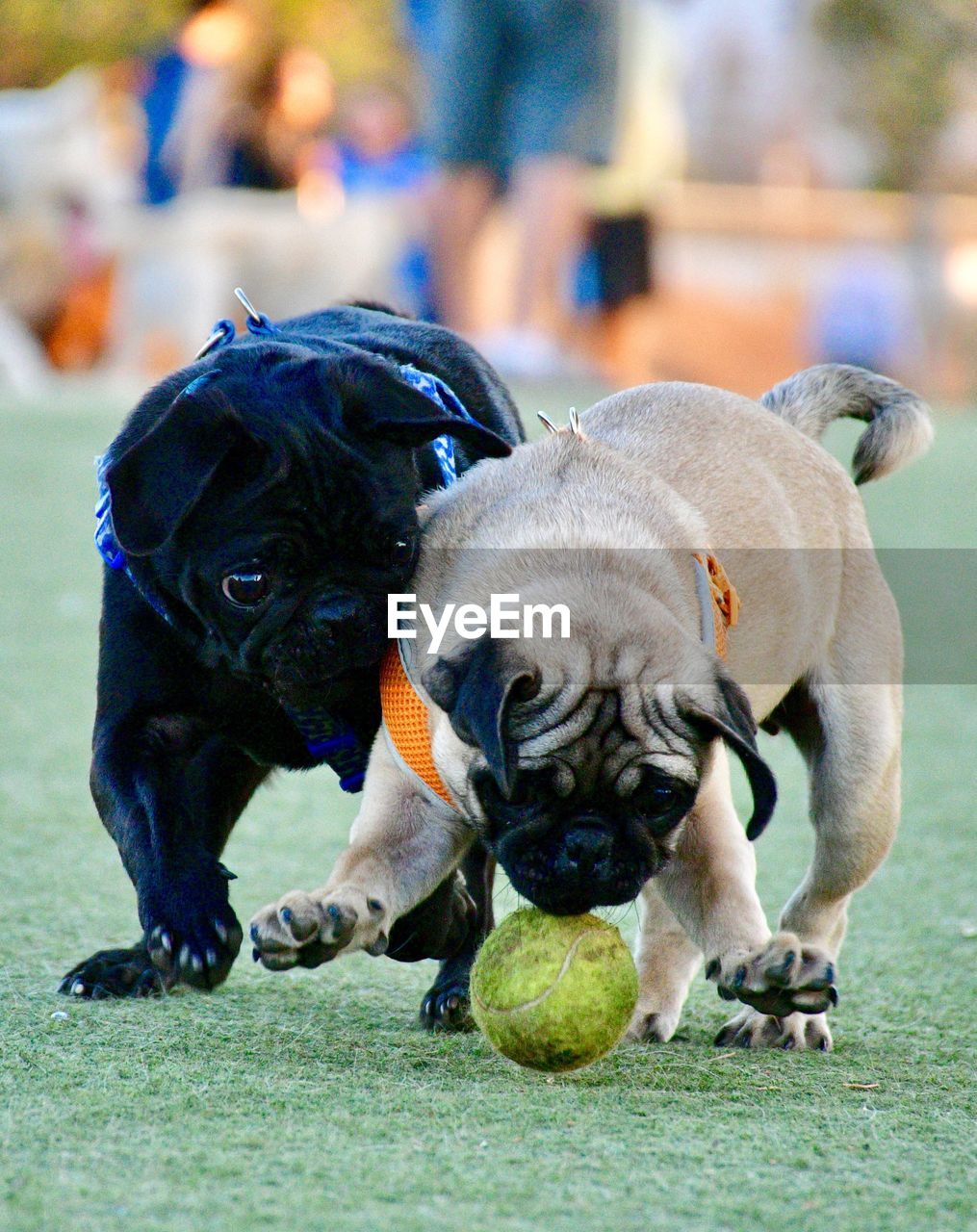 PORTRAIT OF A DOG WITH BALL IN MOUTH