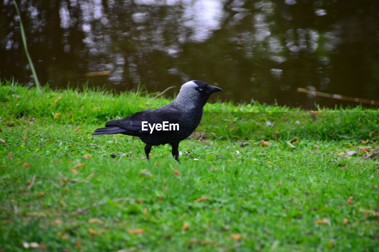 Close-up of bird perching on field