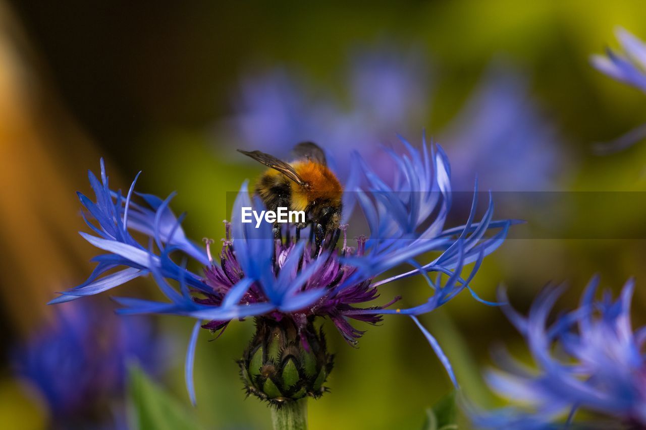 BEE POLLINATING FLOWER