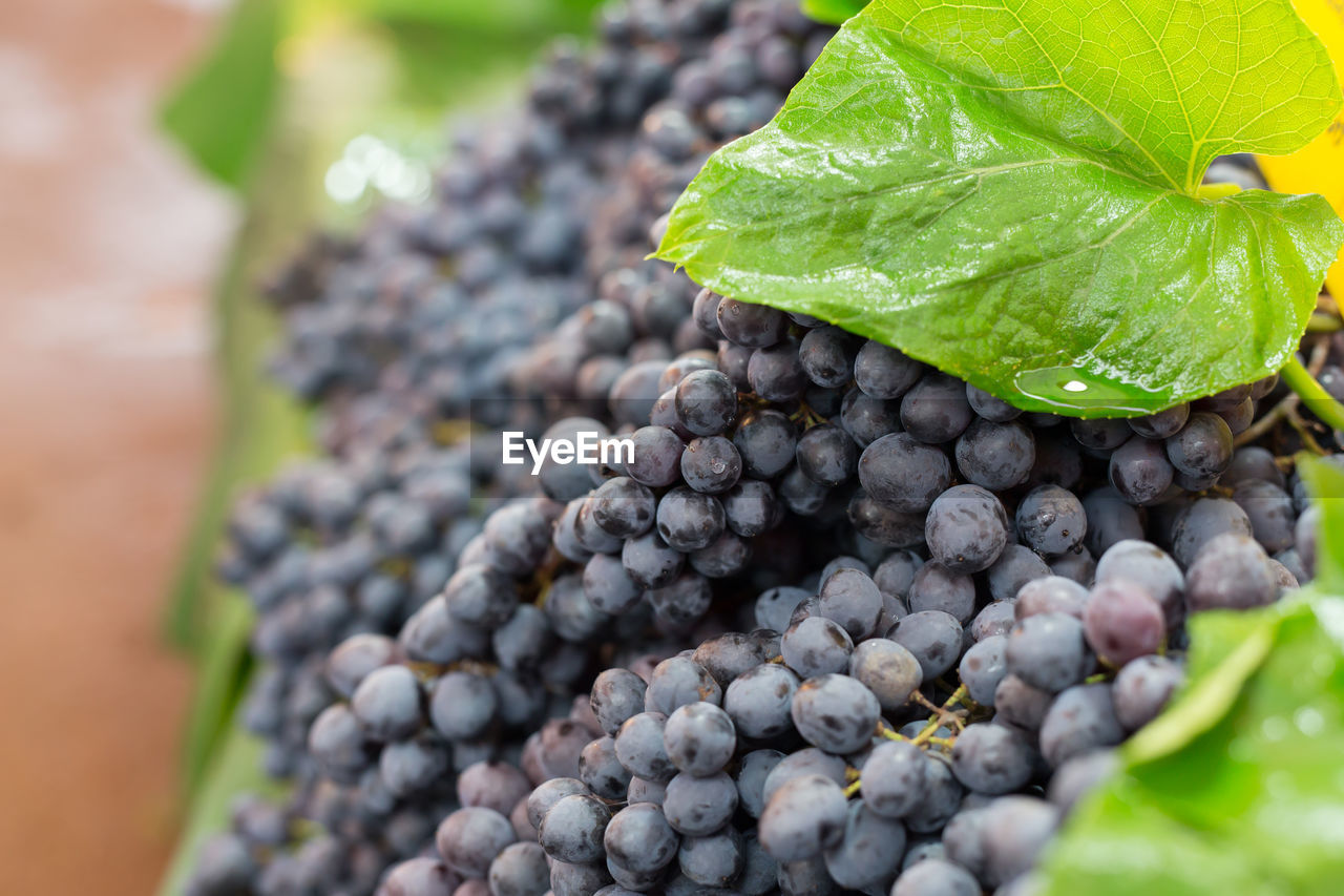 Close-up of red grapes growing in vineyard