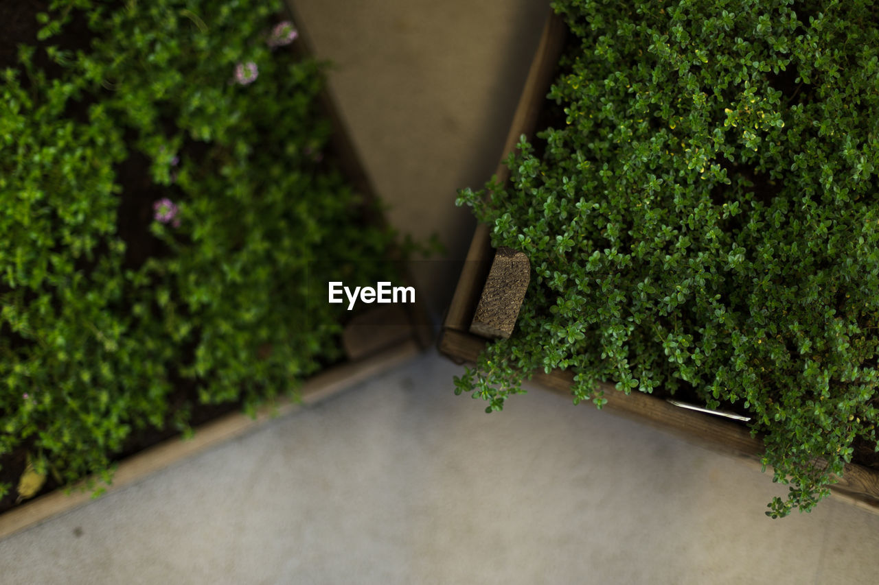 POTTED PLANTS AND TREES IN BACKYARD