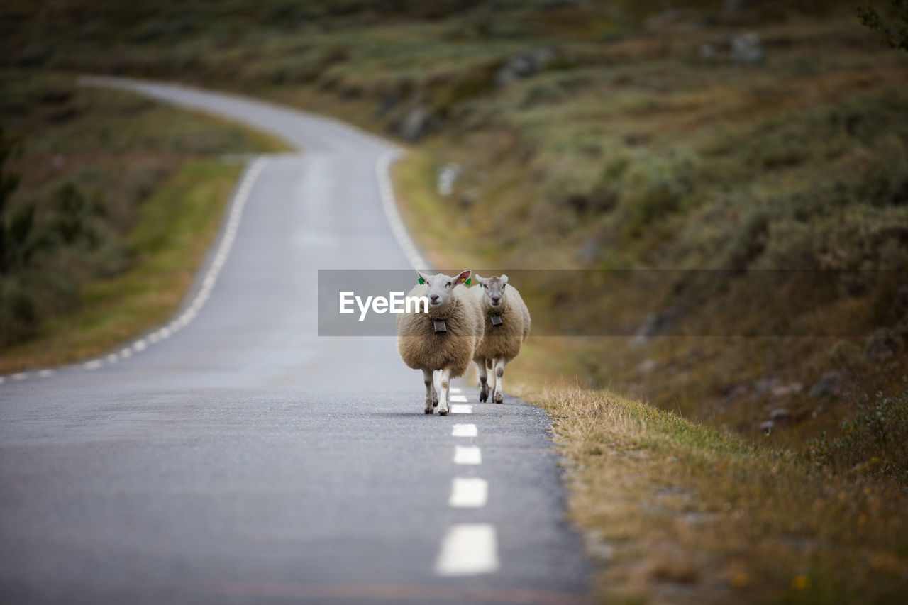 Front view of sheep walking on road