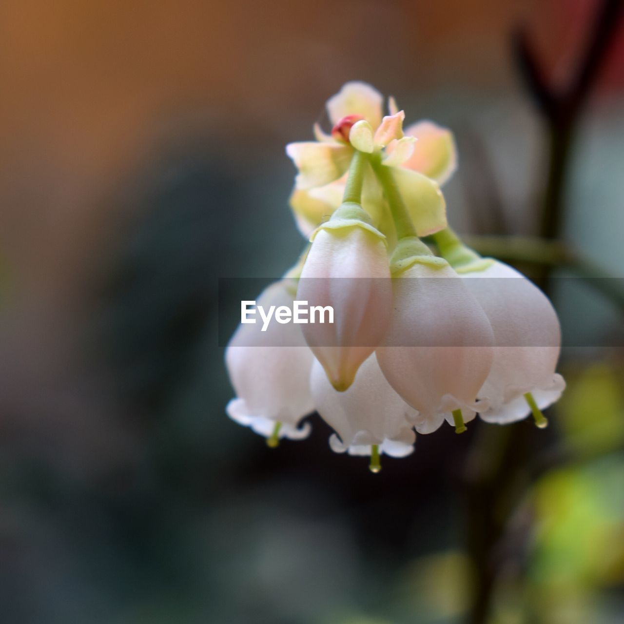 CLOSE-UP OF FRESH ROSE FLOWERS BLOOMING OUTDOORS