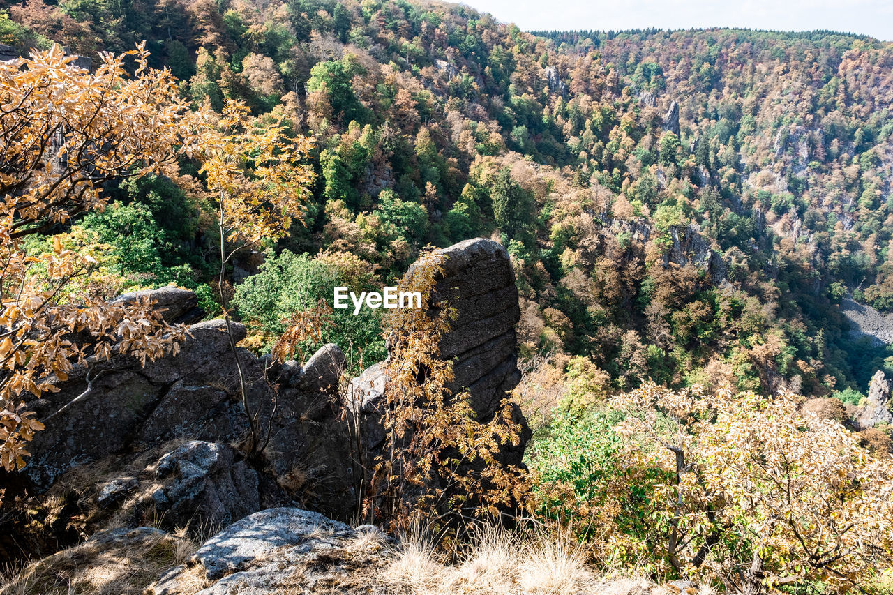 HIGH ANGLE VIEW OF PLANTS GROWING ON ROCK