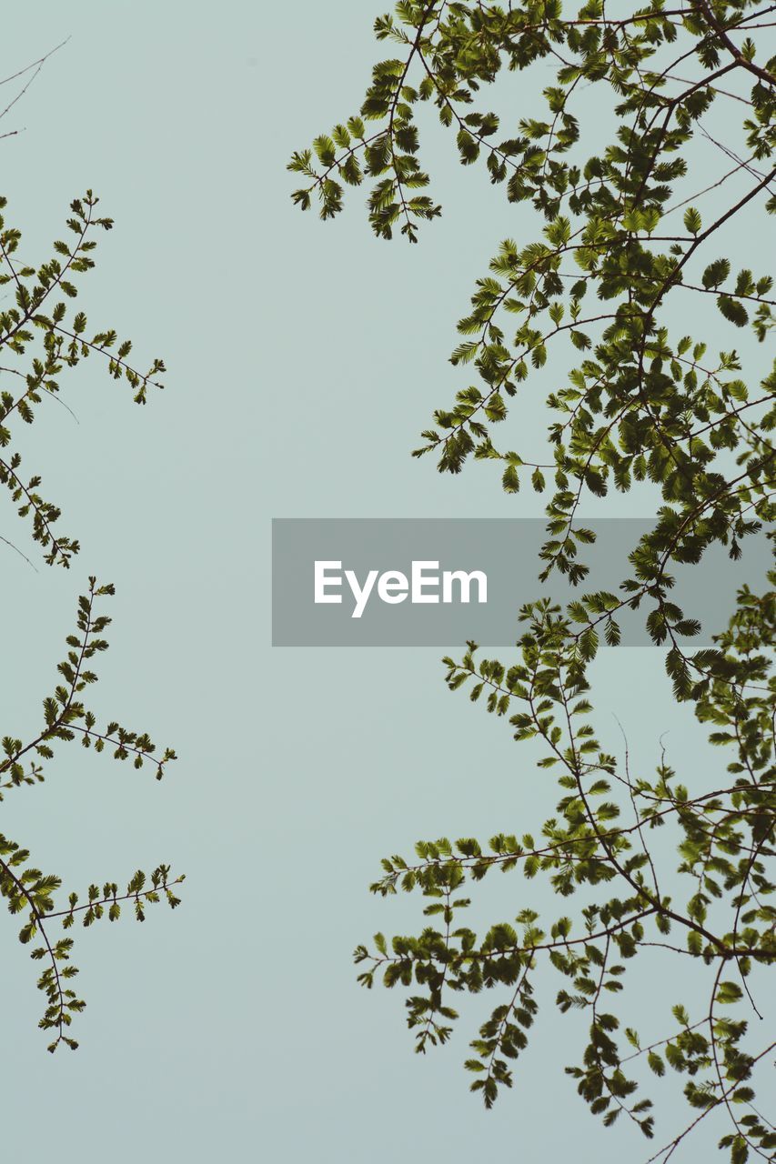 Low angle view of tree against blue sky