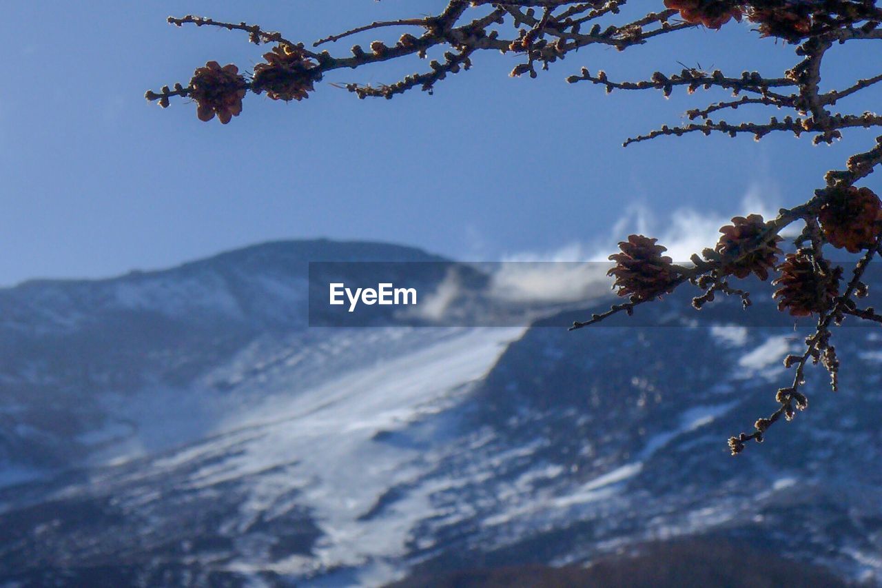 Close-up of flower tree against sky